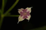 Arkansas bedstraw